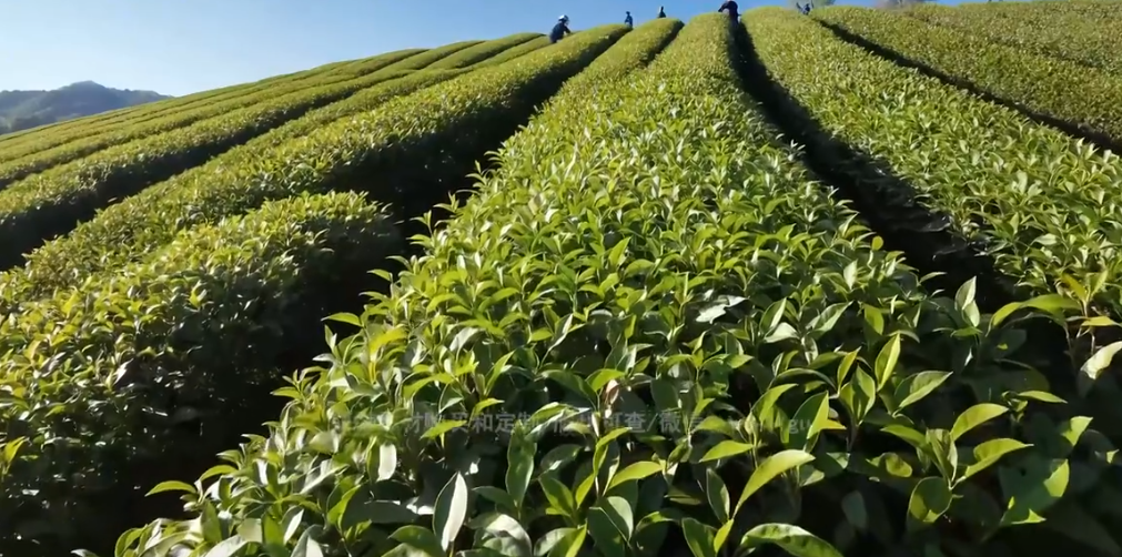 茶园风光及采茶场景#视频素材#原创