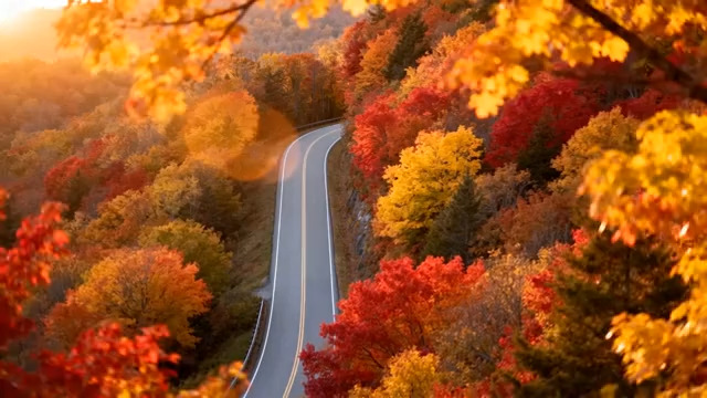  秋日林间公路风光1483#横屏 	 