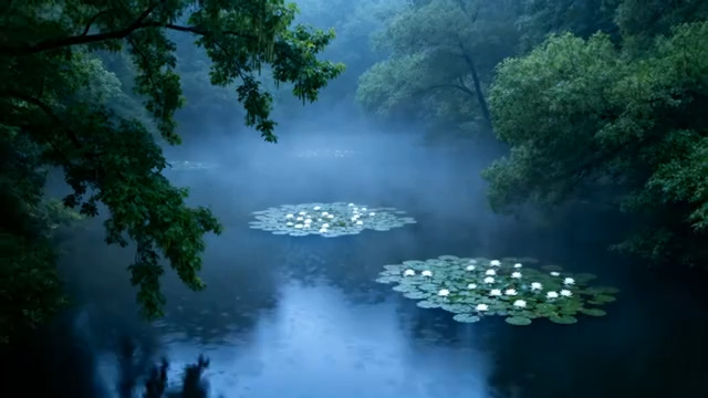  迷雾荷塘清晨景色1323#横屏 	 