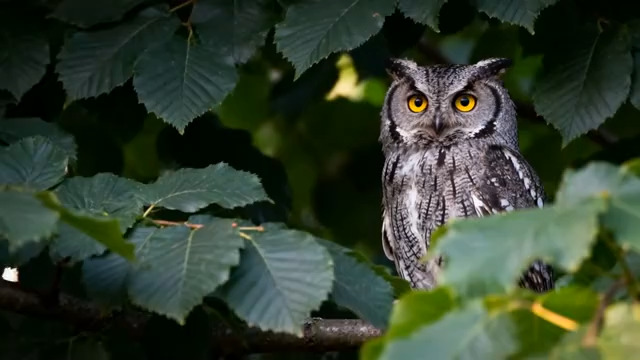  林间猫头鹰特写镜头1259#横屏 	 