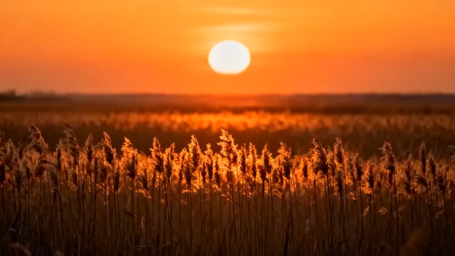  芦苇荡日落唯美景象1266#横屏 	 