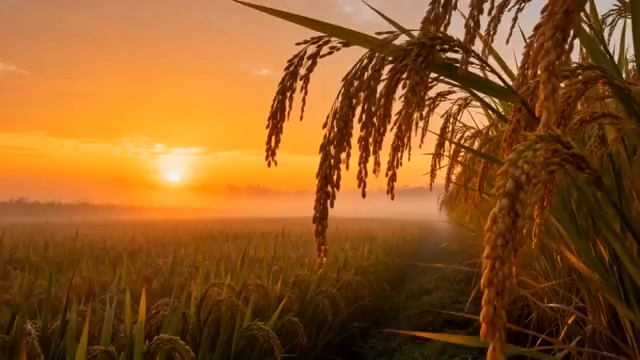  金色稻田的日出时分992#横屏 	 