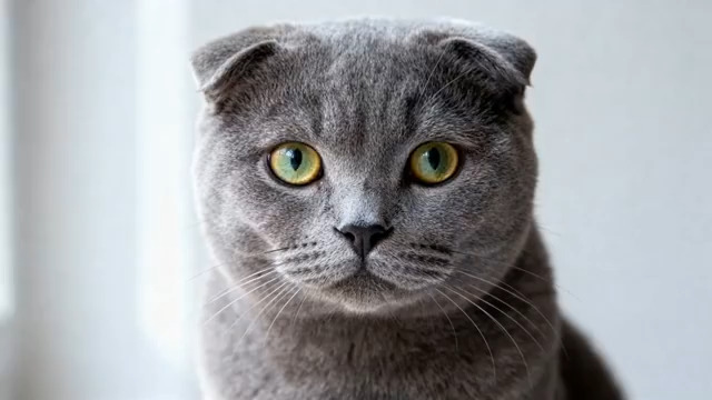  灰色折耳猫表情特写893#横屏 	 