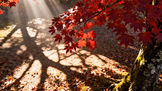  红叶阳光洒满地827#横屏 	 