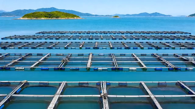  海洋养殖网箱航拍689#横屏 	 