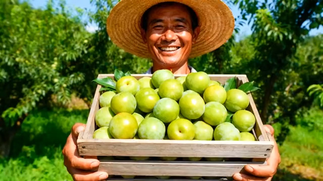  果农丰收笑脸584#横屏 	 