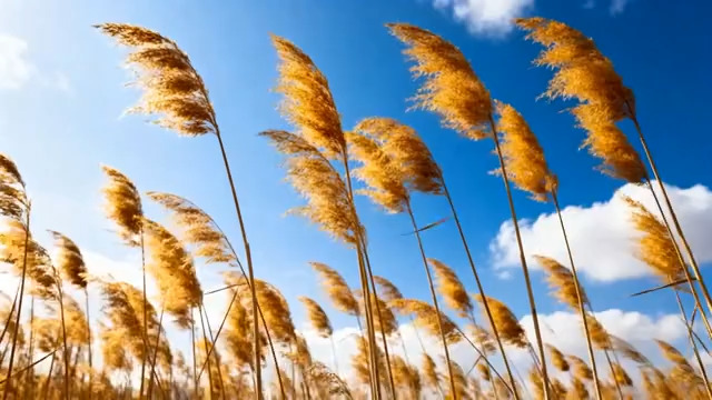  风中摇曳的金色芦苇426#横屏 	 