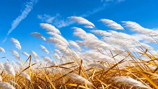  风中芦苇荡摇曳425#横屏 	 