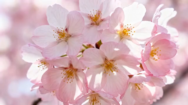  粉色樱花特写镜头410#横屏 	 