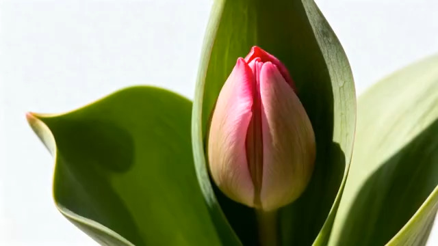  粉色郁金香绽放过程411#横屏 	 