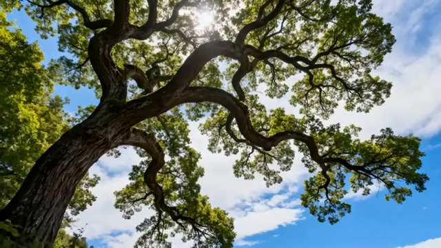  大树冠枝叶仰拍290#横屏 	 