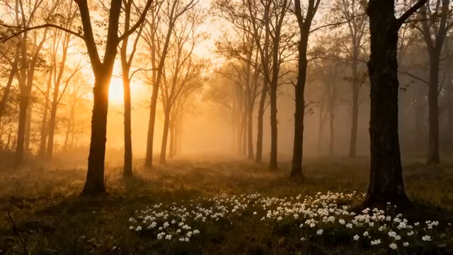  晨曦迷雾森林光影164#横屏 	 