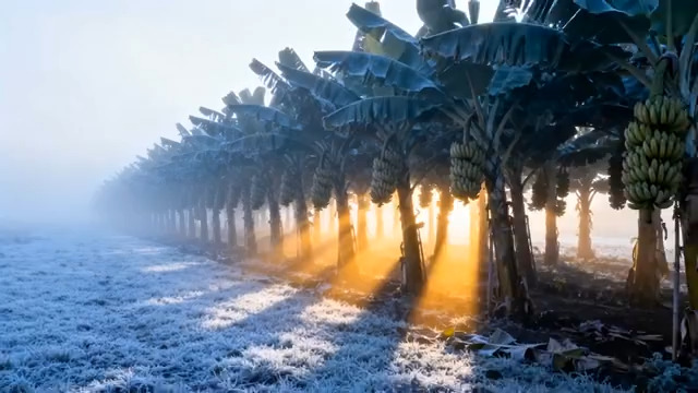  晨曦雾中香蕉园169#横屏 	 