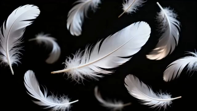  白色羽毛飘落 黑色背景54#横屏 	 