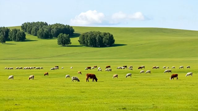  草原牧牛风光118#横屏 	 