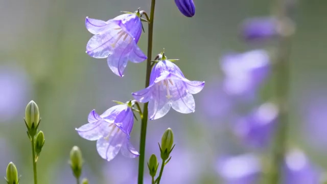  紫色风铃花特写3270#横屏 	 -