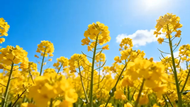  油菜花海 阳光明媚2982#横屏 	 