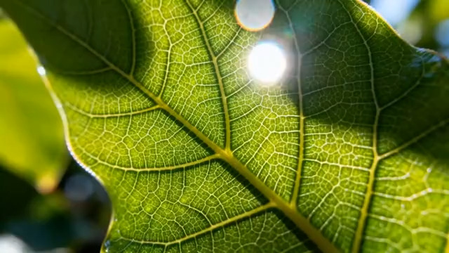  阳光下的绿叶特写2830#横屏 	 