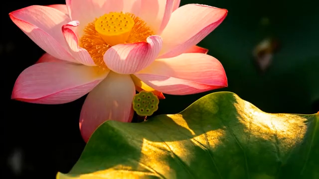  阳光下盛开的粉色荷花2876#横屏 	 