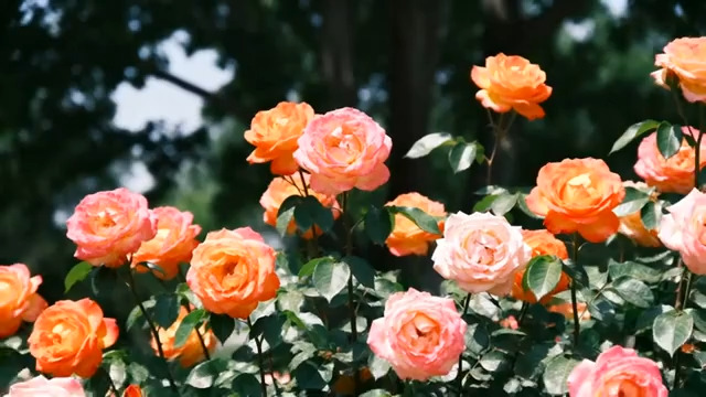  阳光下盛开的多彩玫瑰花2872#横屏 	 