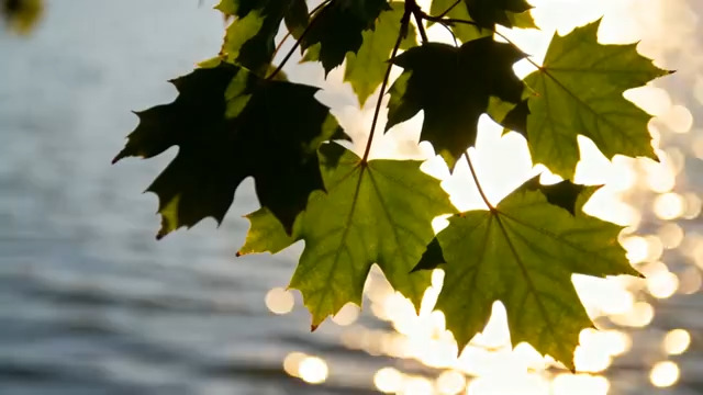  阳光下的绿叶摇曳2831#横屏 	 