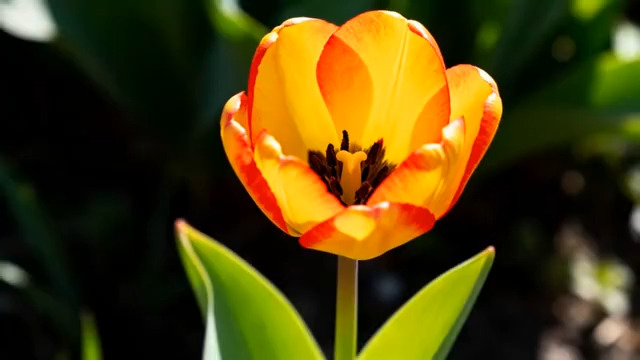  阳光下的黄色郁金香2819#横屏 	 