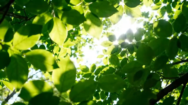  阳光穿透绿叶2754#横屏 	 - 