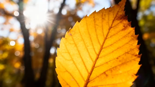  阳光下的金黄秋叶2821#横屏 	 - 