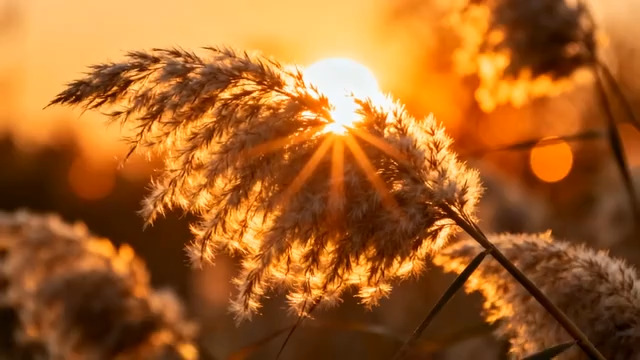  夕阳下的芦苇荡2393#横屏 	 