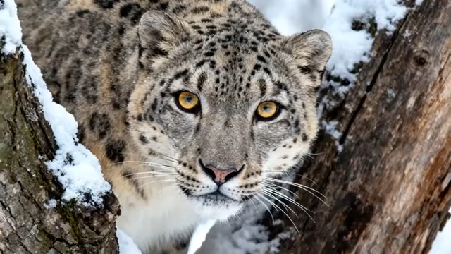  雪豹雪地特写镜头2598#横屏 	 