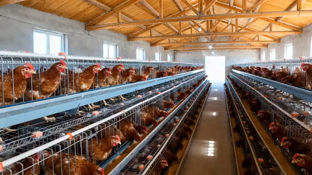  现代化养鸡场内部实拍2478#横屏 	 