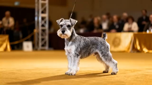  赛场上的雪纳瑞展示1877#横屏 	 -