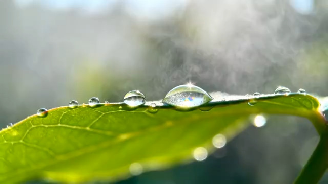  清晨绿叶露珠特写1770#横屏 	 