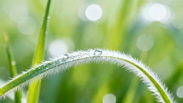  清晨露珠草叶特写1767#横屏 	 -