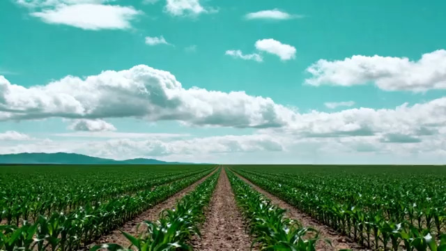  绿色田野自然风光1505#横屏 	 