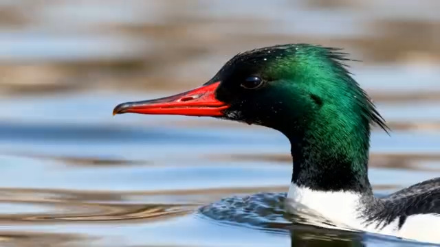  绿头鸭水面游弋特写1507#横屏 	 - 