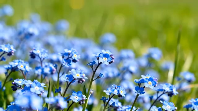  蓝色小花丛特写1407#横屏 	 -