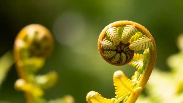  蕨类植物新芽特写1289#横屏 	 
