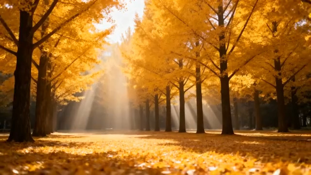  金色银杏林阳光穿透1200#横屏 	 