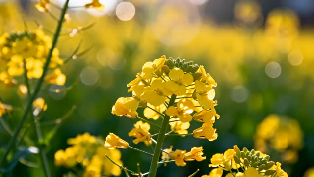  金色油菜花田风光1201#横屏 	 