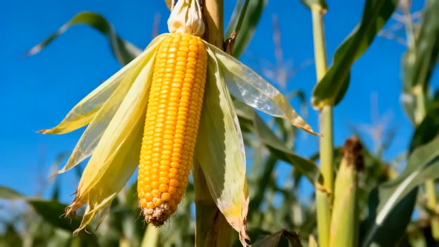  金黄玉米棒特写1122#横屏 	 