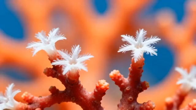  红色珊瑚虫特写镜头908#横屏 	 - 