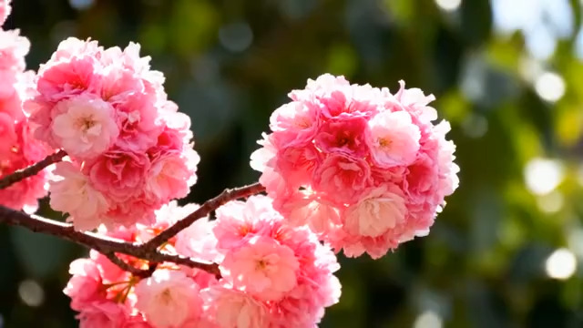  粉色樱花特写镜头510#横屏 	 