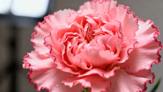  粉色康乃馨特写504#横屏 	 -