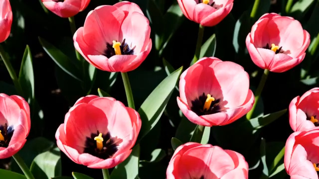  粉色郁金香花海512#横屏 	 