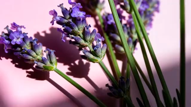  粉色背景薰衣草特写500#横屏 	 