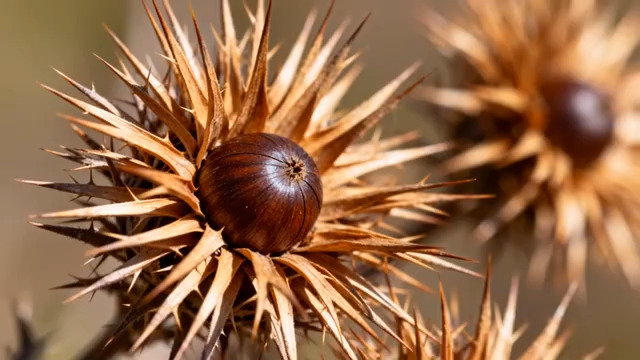  带刺的栗子特写367#横屏 	 - 