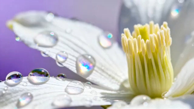  带露白花特写镜头368#横屏 	 