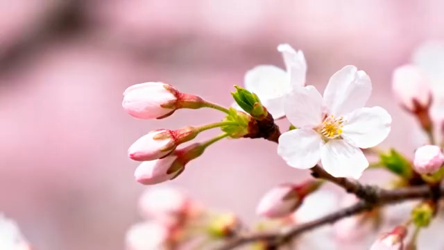  春日樱花绽放特写351#横屏 	 - 