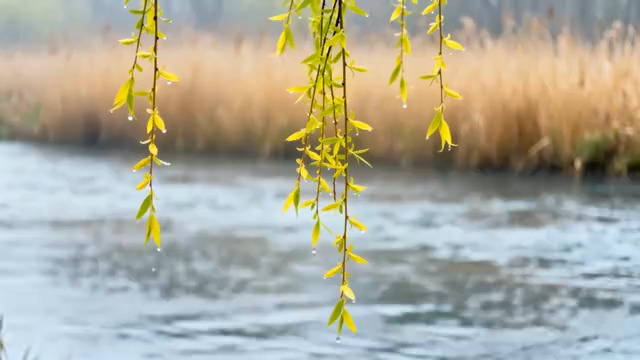  春雨中的垂柳新枝352#横屏 	 - 